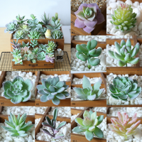 12Pcs พืชอวบน้ําประดิษฐ์ Unpotted Mini Fake Cacti Succulents สําหรับ Lotus Landscape ตกแต่งสวนตกแต่งตกแต่ง