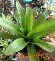 สับปะรดสี Bromeliad (ต้นโตเต็มฟอร์มจะมีปลายใบสีม่วง)ขนาดต้นที่จำหน่ายขนาดกลาง(จำหน่ายแบบถอดกระถาง)