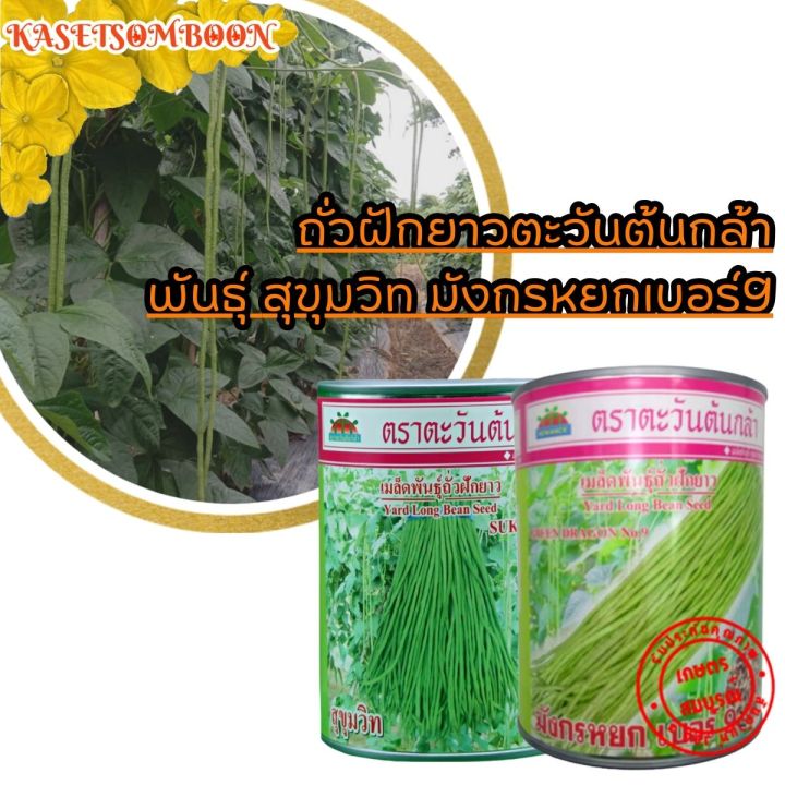 ถั่วฝักยาวตะวันต้นกล้า-สุขุมวิท-มังกรหยกเบอร์9-เมล็ดพันธุ์-500-ก