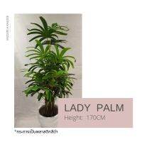 Lady Palm 1.7M -ต้นจั๋ง สูง 170ซม. ต้นไม้ปลอมเกรดพรีเมี่ยมเพื่อการตกแต่ง ต้นไม้ประดิษฐ์ ตกแต่งร้านอาหาร รีสอร์ท บ้าน Premium Artificial plant for resort home hotel