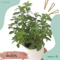 มิ้นต์ญี่ปุ่น #Japanese mint