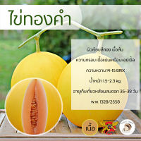 เมล็ดเมล่อนพันธุ์ไข่ทองคำ 100 เมล็ด ตราพยัคฆ์ติดปีก เมล็ดพันธุ์ เนื้อส้ม ผลไม้