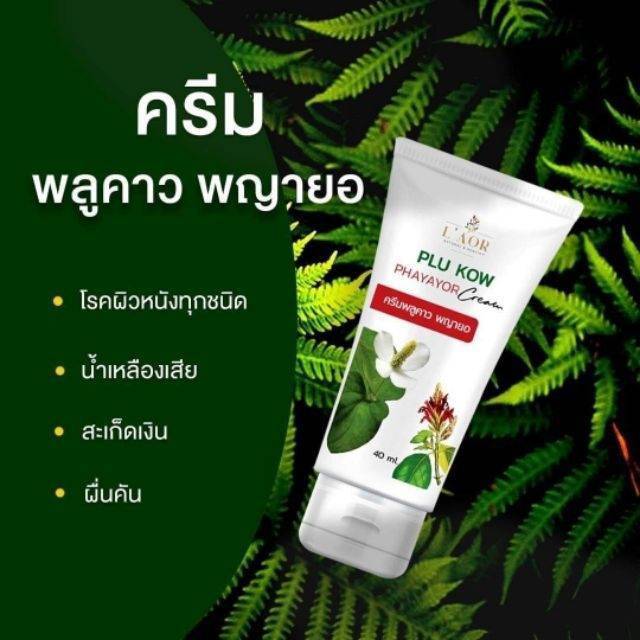 พร้อมส่ง-ครีมพลูคาวพญายอ-ครีมพลูคาว-โรคผิวหนัง-แก้สิวเม็ด-ผดผื่นคัน-อาการเริม-งูสวัด-น้ำเหลืองเสีย-1หลอดใช้ได้-2-เดือน