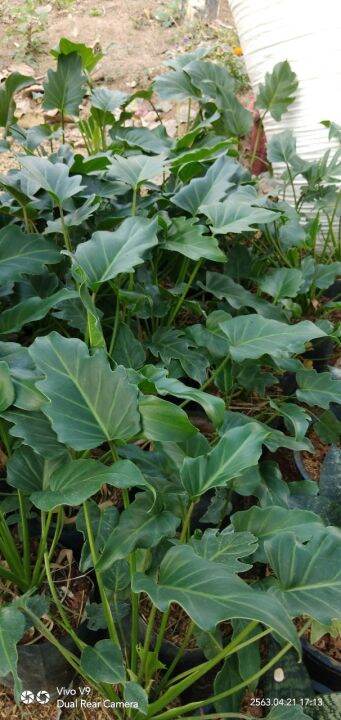 ฟิโลเดนดรอน-ซานาดู-philodendron-xanadu-จัดส่งพร้อมกระถาง8นิ้ว-สูง-30-40-cm-ไม้ประดับ-ไม้ตัดใบ-ไม้ประดับในอาคาร-ราคาถูก