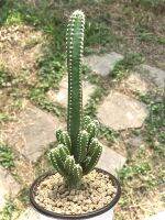 Acanthocereus tetragonus Fairy Castle (Fairy Castle Cactus)  ต้นไม้ประดับภายในบ้าน  ต้นไม้ที่อยู่ในทะเลทราย