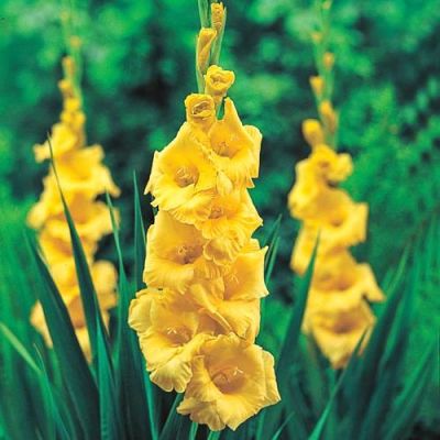 10 หัว แกลดิโอลัส (Gladiolus) หรือดอกซ่อนกลิ่นฝรั่ง สีเหลือง เป็นดอกไม้แห่งคำมั่นสัญญา ความรักความผูกพัน สินค้าตามรูป