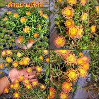 (1กระถาง) ต้น ดอก อัญมณีแห่งทะเลทราย delosperma อัญมณี แห่งทะเลทราย อัญมณี แห่ง ทะเลทราย ทับทิมทะเลทราย ทษณน