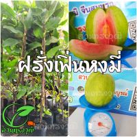 ( Promotion+++) คุ้มที่สุด ฝรั่งเฟิ่นหงมี่ กิ่งตอนชำลงถุง แท้% ต้นสูง60-70เซนติเมตร ราคาดี พรรณ ไม้ น้ำ พรรณ ไม้ ทุก ชนิด พรรณ ไม้ น้ำ สวยงาม พรรณ ไม้ มงคล