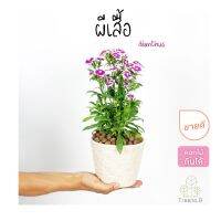 Treeno.9 T194 ผีเสื้อ และ ผีเสื้อคาเนชั่น (แบบคละสี) กระถาง 6 นิ้ว 20-30 ซม. dianthus ต้นไม้ ดอกไม้กินได้ ออกดอกตลอด