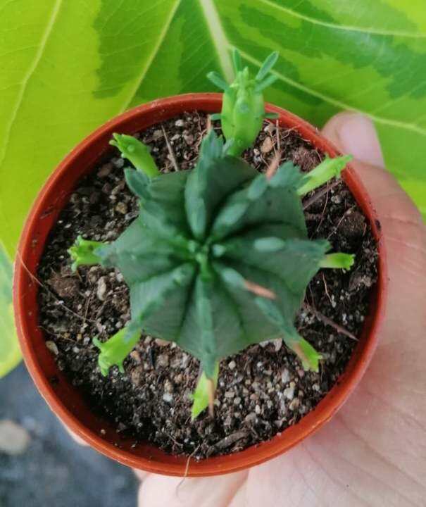 ยูโฟเบียนักกล้าม-ส่งต้นพร้อมกะรถาง-น่ารัก-น่าเอ็นดู-euphorbia-pseudo-globosa-แคคตัส-กระบองเพชร-cactus-ส่งต้น