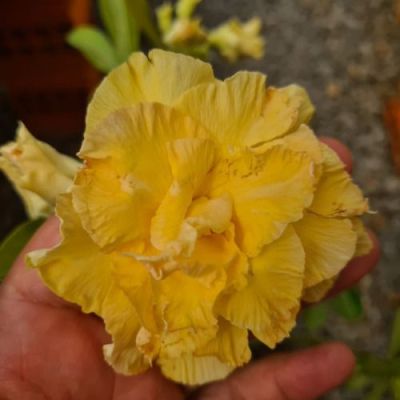 2 เมล็ด เมล็ดพันธุ์ ชวนชม สายพันธุ์ glory flower สีเหลือง Bonsai Desert Rose Adenium Seed กุหลาบทะเลทราย ราชินีทะเลทราย บอนไซ มีคู่มือปลูก