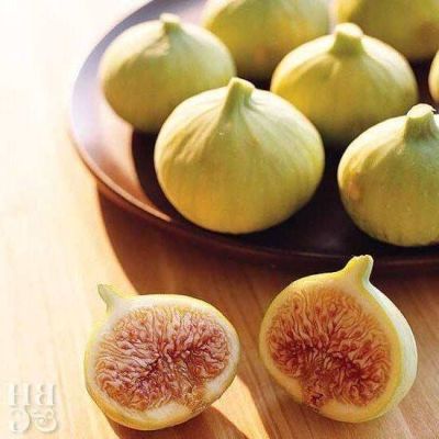 Figs ต้นมะเดื่อฝรั่ง พันธุ์ Alma (อัลม่า) อร่อย หวาน หอมมากๆ ต้นสมบูรณ์มาก รากแน่นๆ จัดส่งพร้อมกระถาง 6 นิ้ว ลำต้นสูง 45-50 ซม ต้นไม้แข็งแรงทุกต้น เรารับประกันจัดส่งห่ออย่างดี จัดส่งสินค้าตามรูป