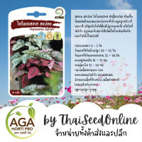 AGAPREMIUM ไฮโพเอสเทส สแปลช 10เมล็ด ตราเอกะอะโกร Gomphrena