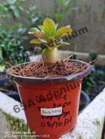 Malaysia Stock Fast Shipping Baby Bung Wang DHA Adenium “Dorset Horn ...