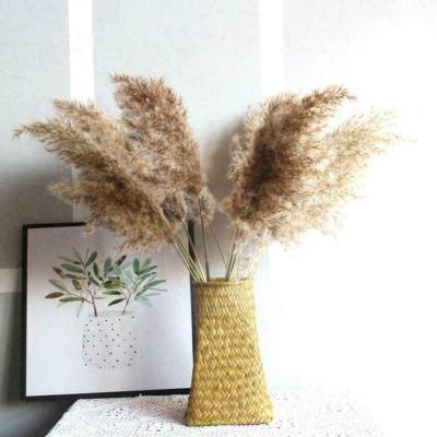 BOKALI 10Pcs ธรรมชาติขนาดใหญ่ Reed Grass Bunch ช่อดอกไม้แห้งของตกแต่งงานแต่งงาน