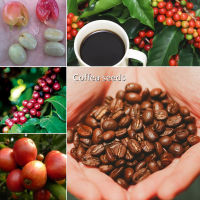 Ready Stock（30pcs/bag ) Coffea Seeds ต้นไม้ประดับ แต่งบ้านและสวน Plants ต้นบอนไซ ต้นบอนไซ ต้นผลไม้ ต้นไม้ฟอกอากาศ ต้นไม้ฟอกอากาศ ต้นไม้มงคล เมล็ดดอกไม้ เมล็ดพันธุ์ผัก Fruit Seeds - Seeds for Planting - ปลูกง่าย ปลูกได้ทั่วไทย