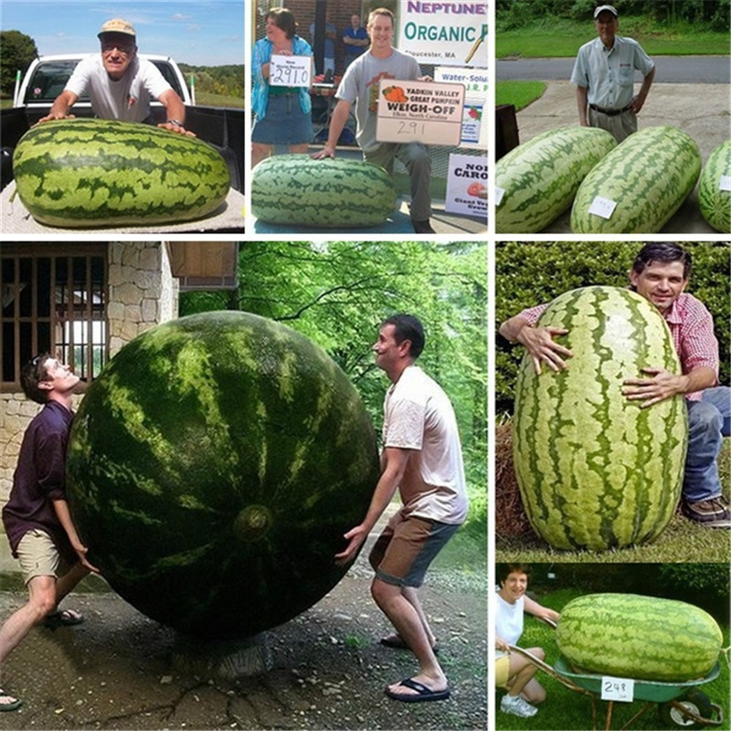 30 PCS Seeds Giant Watermelon Bonsai Fruit Plants Garden Free Shipping 2021 Rare 