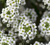 Sweet Alyssum White / carpet-of-snow 1,600 seeds / Lobularia Maritima - groundcover