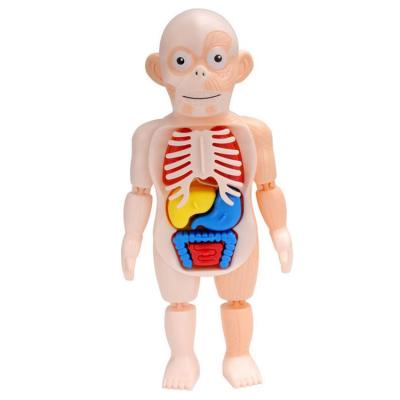 Interactive Human Body Toy 3D Human Model DIY Assembly Toys Preschool Learning Toys Kids Early Educational Learning Toys Human Organs Model Gifts for Boys Girls astonishing