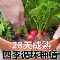 radish heart whitening sand nest early-maturing balcony potted fruit and vegetable sowing