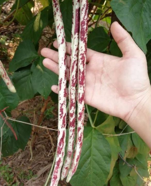 ถั่ว-ถั่วฝักยาว-long-bean-seeds-เนื้อ-ถั่วฝักยาวลายเสือ-ถั่วฝักยาวม่วง-ถั่วฝักยาวเส้น-ปลูกง่ายโตไว