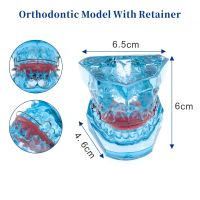 Dental Functional Orthopedic Bionator Removable Model 3006 Teeth Model  Dental Teach Study