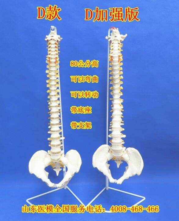 standard-of-human-spine-model-1-1-bonesetting-cervical-spine-model-lumbar-bone-model-color-spine-specimen