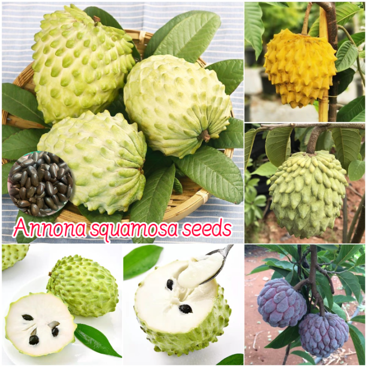 [100% Fresh Seeds] 20pcs Annona Squamosa Seeds Organic Fruit Tree Seeds 