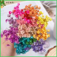 HENRI 30pcs งานฝีมือ DIY พืชธรรมชาติ การตกแต่งบ้าน ช่อดอกไม้ มินิเดซี่ ดาวดวงเล็ก ดอกไม้ประดิษฐ์