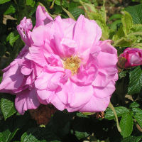 25 เมล็ดพันธุ์ Rugosa Rose Seeds กุหลาบ สายพันธุ์ Belle Poitevine ดอกสีชมพู ออกดอกทั้งปี ดอกไม้สัญลักษณ์แห่งความรัก ปลูกได้ทุกภาคในไทย มีคู่มือ