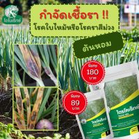 กำจัดเชื้อรา สาเหตุของโรคใบไหม้หรือราสีม่วง ใน ต้นหอม ไตรโคเดอร์มา ไตรโคเร็กซ์ ปลอดภัยต่อคนและสัตว์เลี้ยง