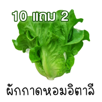 10 แถม 2 ?ผักกาดหอม อิตาลี สีเขียว Italian Lettuce Seed?ถูกที่สุด10บ.?เมล็ดพันธุ์ผักกาดหอม อิตาลี สีเขียว Italian Lettuce Seed100 เมล็ด ?หัวใหญ่ ?กรอบ