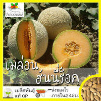 เมล็ดพันธุ์ เมล่อน ฮันนี่ร็อค 40 เมล็ด Honey Rock Melon Seed  เมล็ดพันธุ์แท้100% นำเข้าจากต่างประเทศ ปลูกผัก สวนครัว