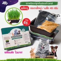 สินค้าน่าสนใจ? ชุดปลูก ต้นข้าวสาลี สัตว์เลี้ยง ข้าวสาลี ต้นอ่อนข้าวสาลี แมว เมล็ดข้าวสาลี ของเล่นแมว หญ้าแมว คอนโดแมว ต้นไม้แมว