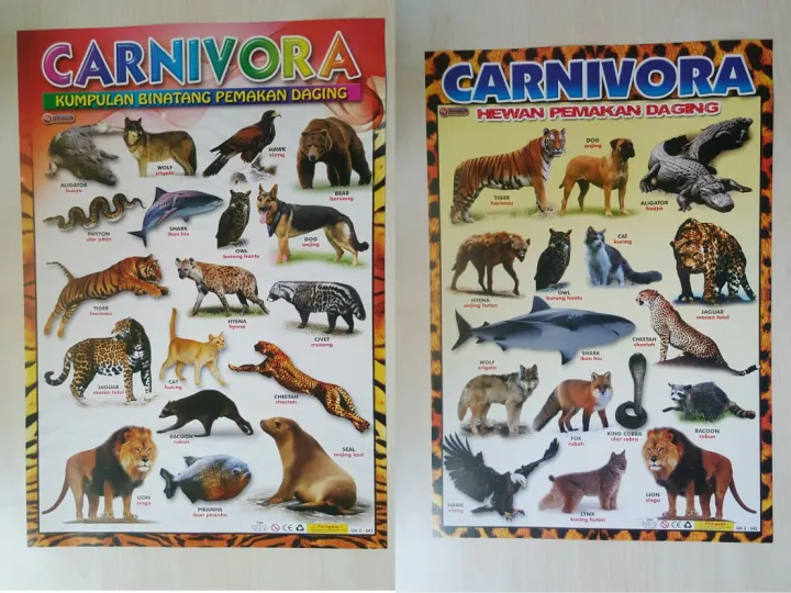 Poster Anak Belajar Aneka Binatang Hewan Carnivora | Lazada Indonesia