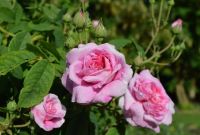 30 เมล็ด Plant Seeds เมล็ดพันธุ์ กุหลาบ มอญ สีชมพู pink damask Rose Seeds ดอกใหญ่ ดอกหอม นำเข้าจากต่างประเทศ พร้อมคู่มือ เมล็ดสด ใหม่