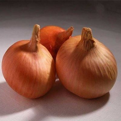 100 เมล็ด เมล็ดหอมหัวใหญ่ สายพันธุ์ หอมใหญ่ Augusta ของแท้ 100% อัตรางอก 70-80% Onion seeds มีคู่มือปลูก
