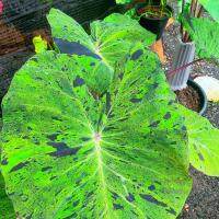 (โปร++) เมล็ดโคโลคาเซียโมจิโต้ Colocasia Mojito บอนด่าง พร้อมชุดเพาะชำ มีเก็บเงินปลายทาง ส่วนลด เมล็ดพันธุ์ พันธุ์ข้าว เมล็ดหญ้า เมล็ดข้าวโพด