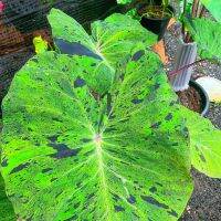 ♨เมล็ดโคโลคาเซียโมจิโต้ Colocasia Mojito บอนด่าง พร้อมชุดเพาะชำ มีเก็บเงินปลายทาง♥