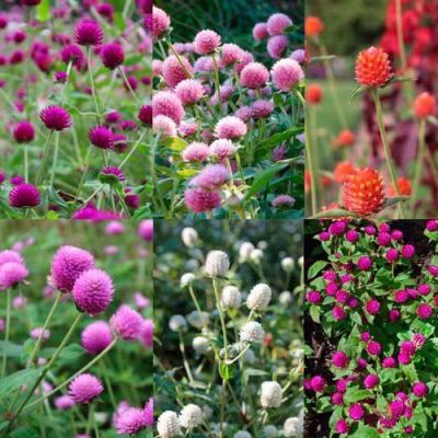 เมล็ดพันธุ์ Garden บานไม่รู้โรย คละสี Gomphrena Mix seed ดอกไม้ พรรณไม้ คุณภาพ 100 เมล็ด