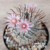 แมมเปเรซเดลาโรเซ (Mammillaria perezdelarosae) cm แมมเปเรซ แมมเปเรส ฟอร์มสวย จัดส่งทั้งกระถาง