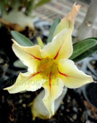 10 เมล็ด เมล็ดพันธุ์ Garden ชวนชม สายพันธุ์ Taiwan ดอกสีเหลือง Adenium seed กุหลาบทะเลทราย Desert Rose ราชินีบอนไซ เมล็ดปลูก ตกแต่งสวน อัตรางอก 80-90%