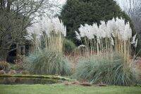 100 เมล็ดหญ้า หญ้าภูเขา หญ้าแพมพัส Pampas grass แปมปัส นำเข้าจาก USA อัตราการงอกสูง 80-85%