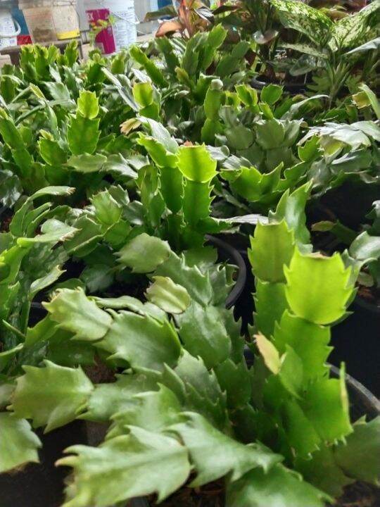 ต้นดอกโบตั๋นแคระหรือคริสมาสแคคตัส-christmas-cactus-จัดส่งแบบสุ่มดอกคละสี-ชมพู-แดง-ขาว-ส้ม-ม่วง-กระถาง5นิ้ว-ชอบแดดรำไร-เลี้ยงง่ายทนไม่ชอบน้ำ