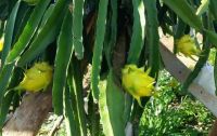 Yellow Dragon fruit from Israel กิ่งพันธุ์แก้วมังกรอิสราเอล 1 กิ่ง.