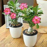 10 เมล็ด เมล็ดพันธุ์ ชวนชม สายพันธุ์ไต้หวัน ดอกสีชมพู Adenium Seed กุหลาบทะเลทราย Desert Rose ราชินีบอนไซ อัตราการงอก 80-90% มีคู่มือปลูก