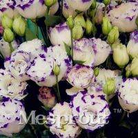 เม็ด lisianthus  ตัดเมล็ด เมล็ดพันธุ์