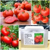 เมล็ดพันธุ์ มะเขือเทศ เอซ55 (Ace 55 Tomato Seed) 50 เมล็ด คุณภาพดี ราคาถูก ของแท้