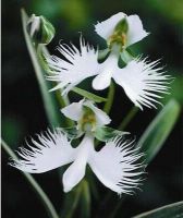 20 เมล็ดกล้วยไม้ Japanese Radiata Seed White Egret Orchid Seed กล้วยไม้นกกระยางขาว อัตราการงอกของเมล็ด 80-85%