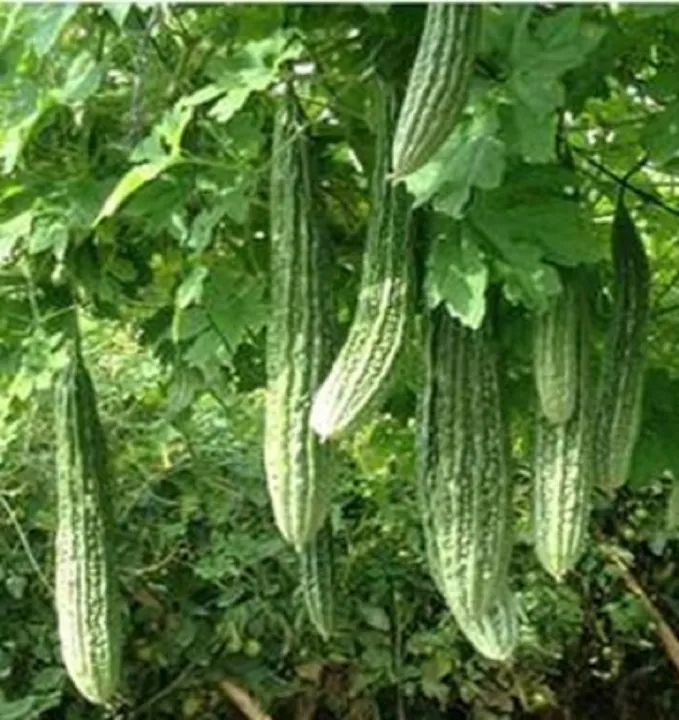 ampalaya